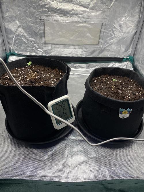 RQS Wedding Cake and Sherbet Queen Autos. Week 1 - Both plants 16.1