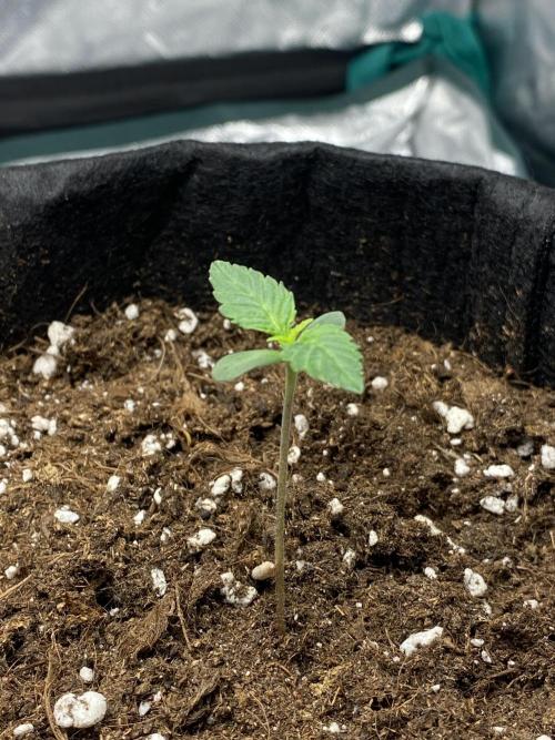 RQS Wedding Cake and Sherbet Queen Autos. Week 1 - SQ 18.1