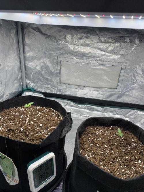 RQS Wedding Cake and Sherbet Queen Autos. Week 1 - Both plants 18.1