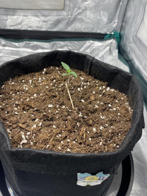 RQS Wedding Cake and Sherbet Queen Autos. Week 1 - WC 19.1