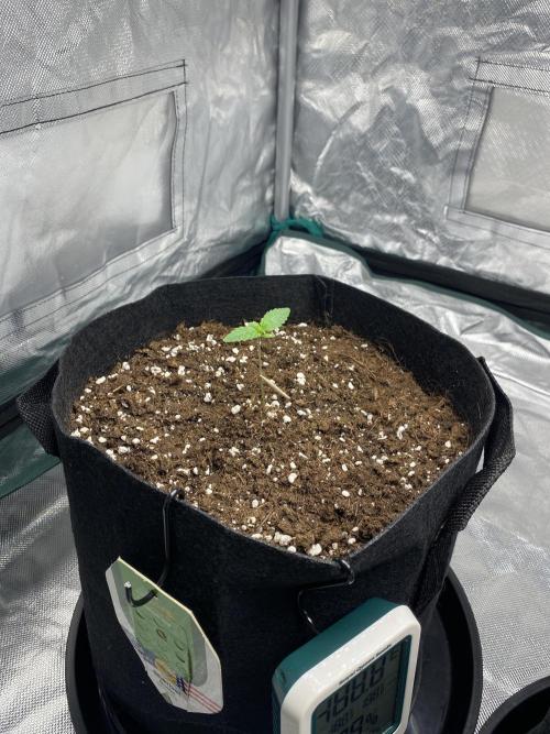 RQS Wedding Cake and Sherbet Queen Autos. Week 1 - SQ 19.1