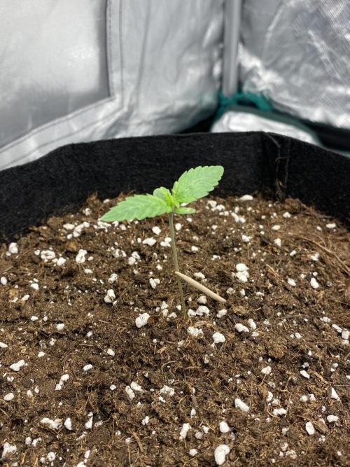 RQS Wedding Cake and Sherbet Queen Autos. Week 1 - SQ 19.1