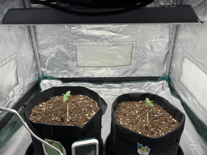 RQS Wedding Cake and Sherbet Queen Autos. Week 2 - Both plants 21.1