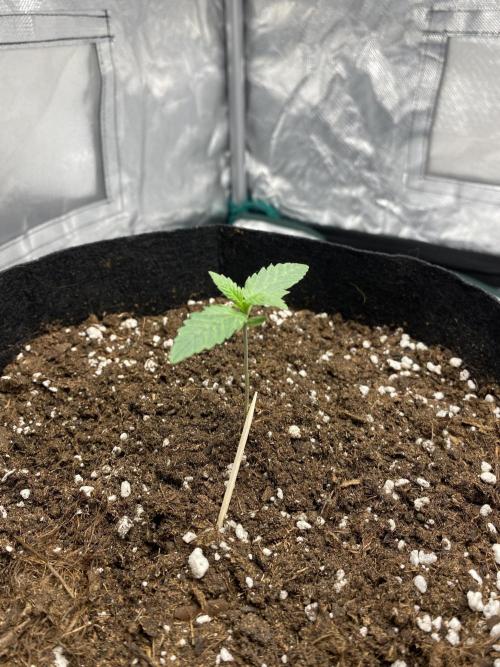 RQS Wedding Cake and Sherbet Queen Autos. Week 2 - SQ 21.1