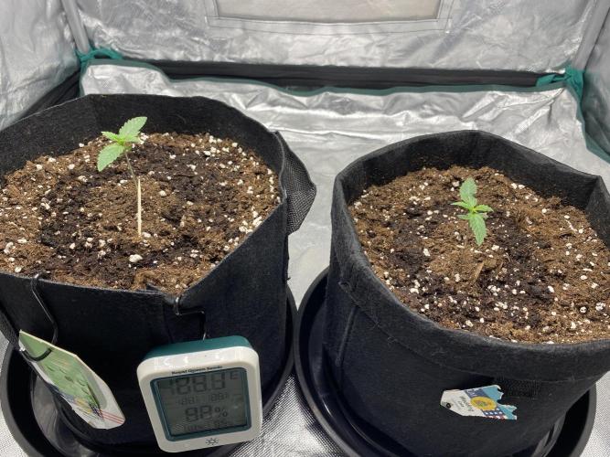 RQS Wedding Cake and Sherbet Queen Autos. Week 2 - Both plants after first watering 21.1