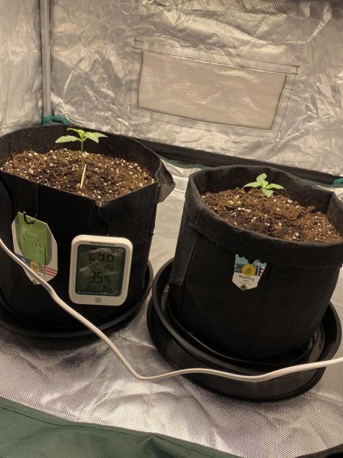 RQS Wedding Cake and Sherbet Queen Autos. Week 2