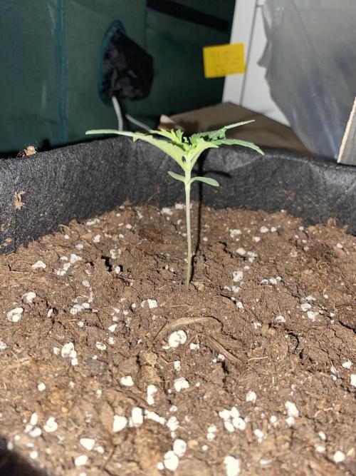 RQS Wedding Cake and Sherbet Queen Autos. Week 2