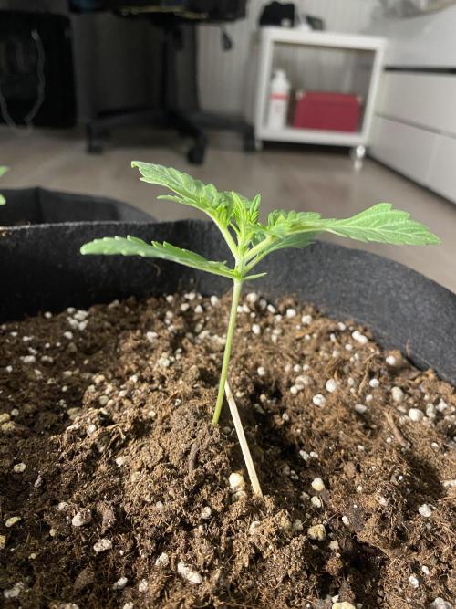 RQS Wedding Cake and Sherbet Queen Autos. Week 2