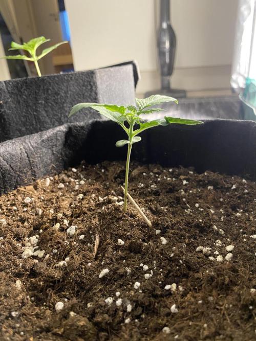 RQS Wedding Cake and Sherbet Queen Autos. Week 2