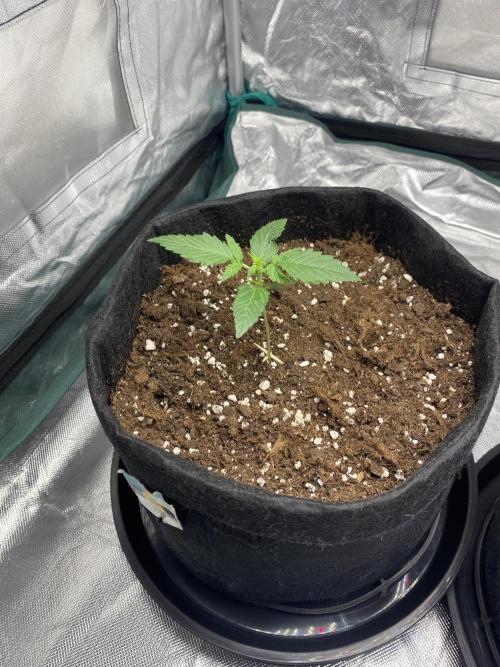 RQS Wedding Cake and Sherbet Queen Autos. Week 2