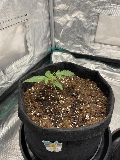 RQS Wedding Cake and Sherbet Queen Autos. Week 2