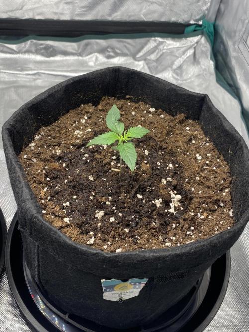 RQS Wedding Cake and Sherbet Queen Autos. Week 2 - WC 23.1