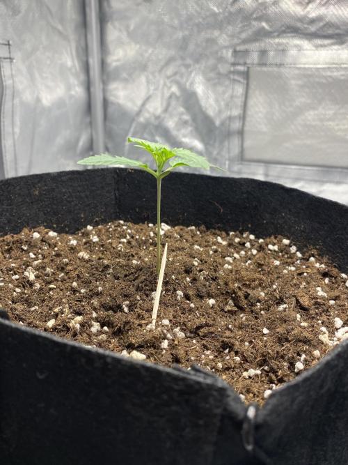 RQS Wedding Cake and Sherbet Queen Autos. Week 2 - SQ 23.1