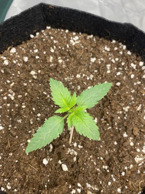 RQS Wedding Cake and Sherbet Queen Autos. Week 2 - SQ 23.1