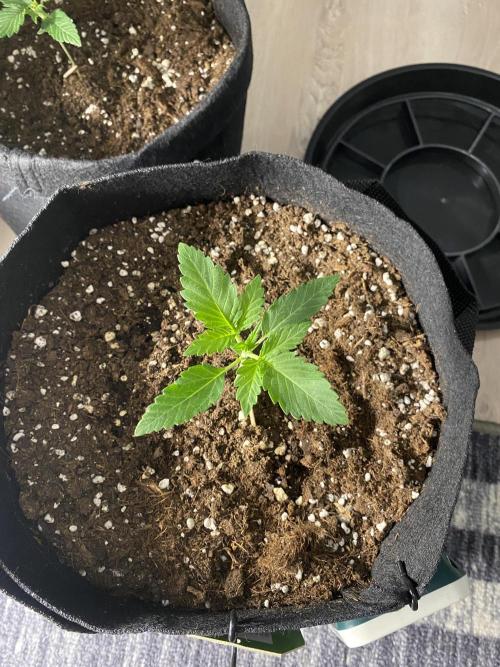 RQS Wedding Cake and Sherbet Queen Autos. Week 2 - SQ 24.1