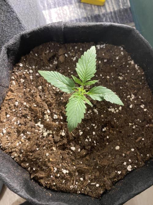 RQS Wedding Cake and Sherbet Queen Autos. Week 2 - WC 24.1