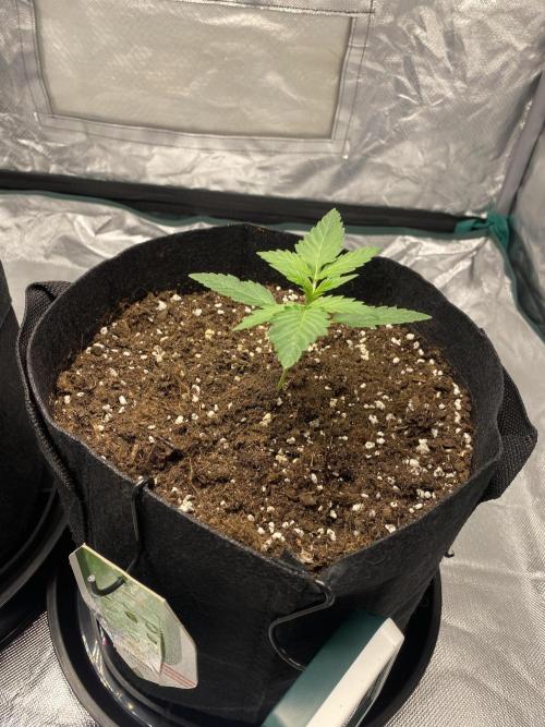 RQS Wedding Cake and Sherbet Queen Autos. Week 2 - SQ 25.1