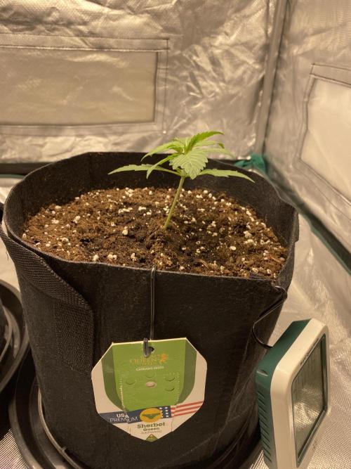 RQS Wedding Cake and Sherbet Queen Autos. Week 2 - SQ 26.1 leaning before support