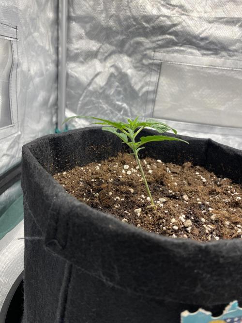 RQS Wedding Cake and Sherbet Queen Autos. Week 2 - WC 26.1