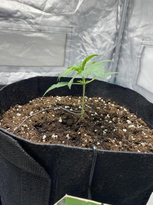 RQS Wedding Cake and Sherbet Queen Autos. Week 2 - SQ 26.1 After support 