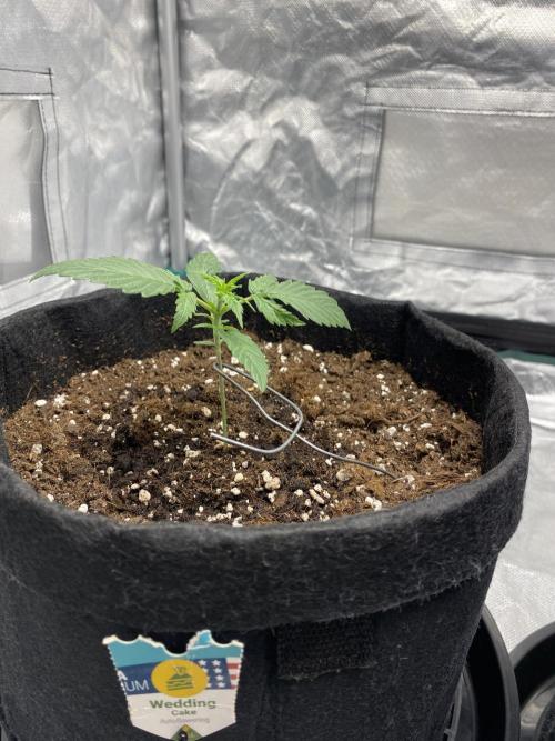 RQS Wedding Cake and Sherbet Queen Autos. Week 2 - WC 26.1 After support
