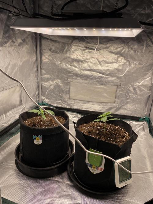 RQS Wedding Cake and Sherbet Queen Autos. Week 2 - Both plants 26.1