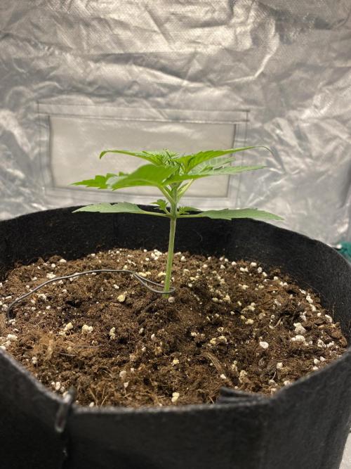 RQS Wedding Cake and Sherbet Queen Autos. Week 3 - SQ 27.1