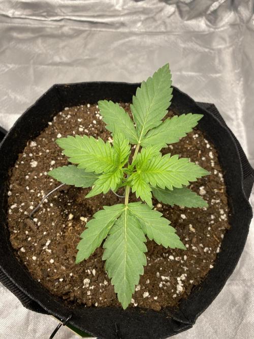 RQS Wedding Cake and Sherbet Queen Autos. Week 3 - SQ 27.1