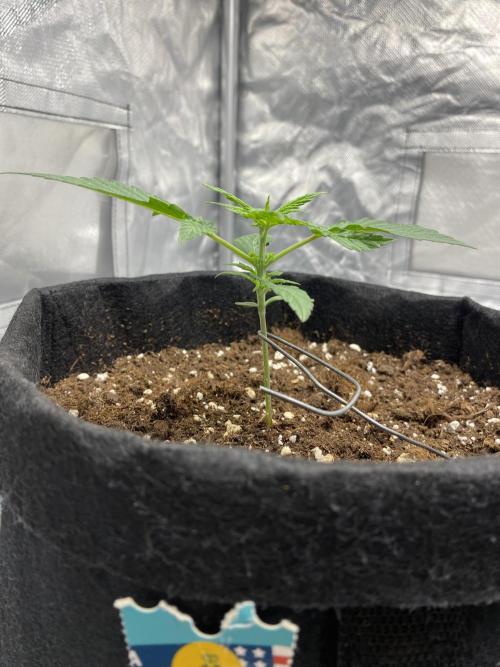 RQS Wedding Cake and Sherbet Queen Autos. Week 3 - WC 27.1