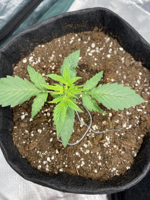 RQS Wedding Cake and Sherbet Queen Autos. Week 3 - WC 27.1