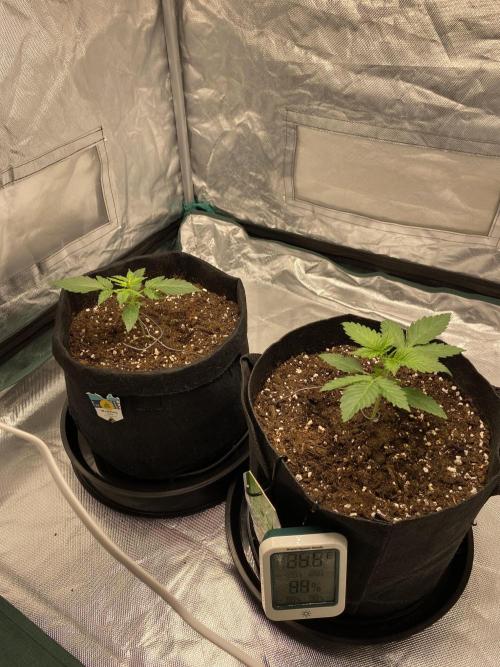 RQS Wedding Cake and Sherbet Queen Autos. Week 3 - Both plants 27.1