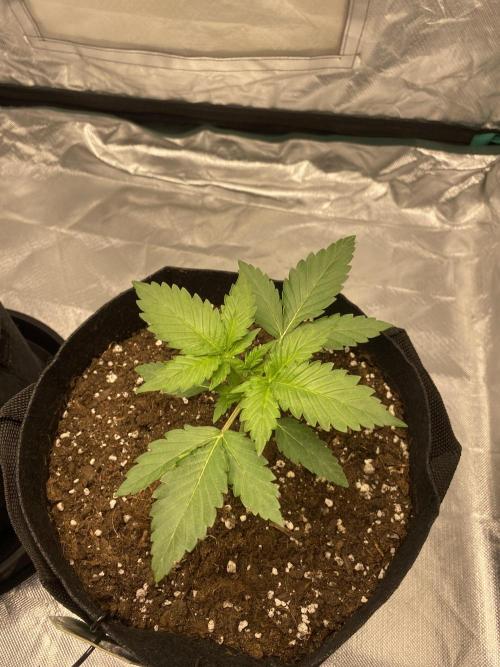 RQS Wedding Cake and Sherbet Queen Autos. Week 3 - SQ 28.1