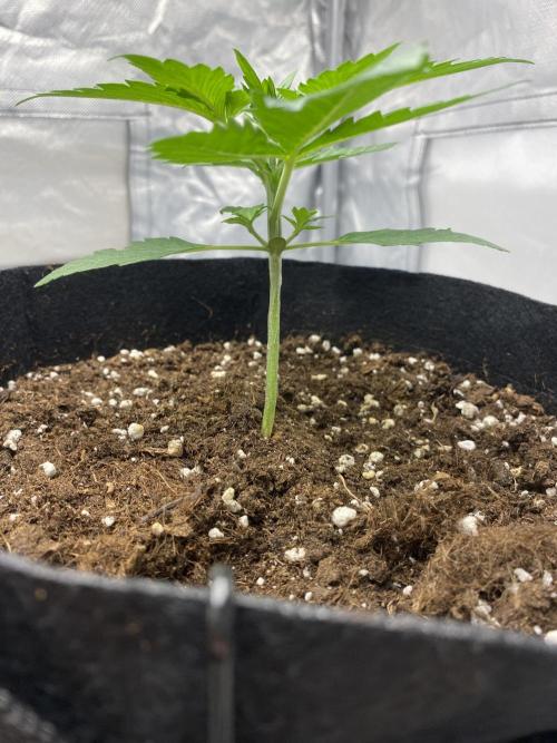 RQS Wedding Cake and Sherbet Queen Autos. Week 3 - SQ 28.1