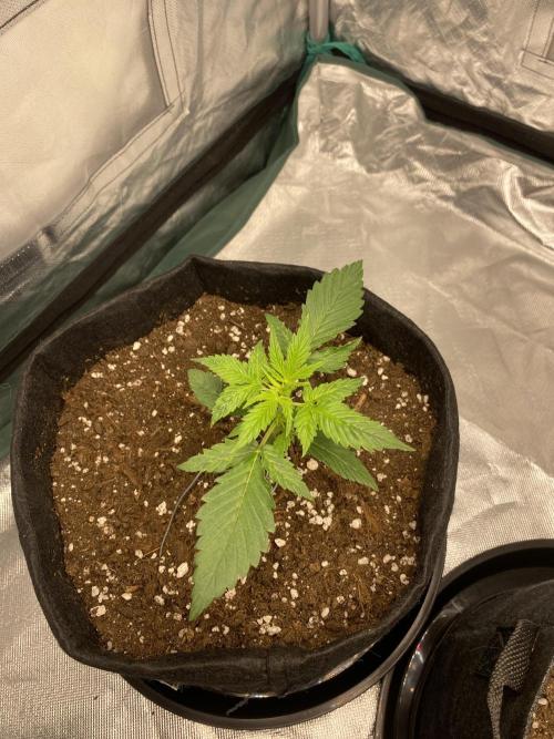 RQS Wedding Cake and Sherbet Queen Autos. Week 3 - WC 28.1