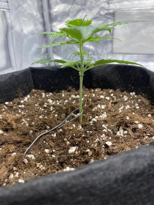 RQS Wedding Cake and Sherbet Queen Autos. Week 3 - WC 28.1