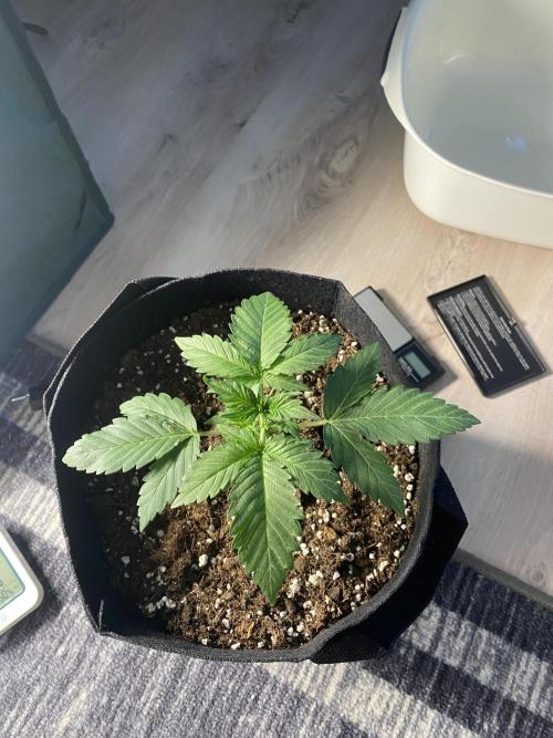 RQS Wedding Cake and Sherbet Queen Autos. Week 3 - SQ 29.1