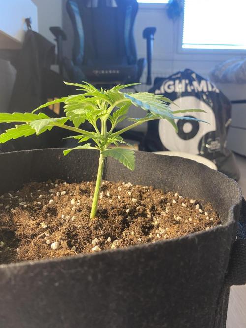 RQS Wedding Cake and Sherbet Queen Autos. Week 3 - SQ 29.1