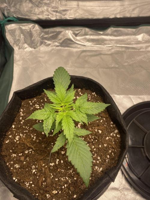 RQS Wedding Cake and Sherbet Queen Autos. Week 3 - WC 29.1