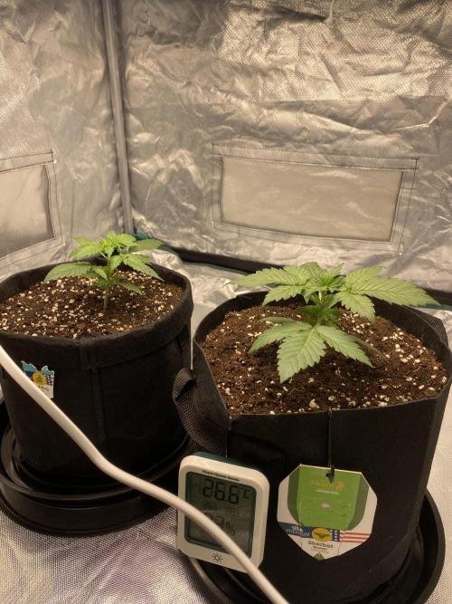 RQS Wedding Cake and Sherbet Queen Autos. Week 3 - Both plants 29.1