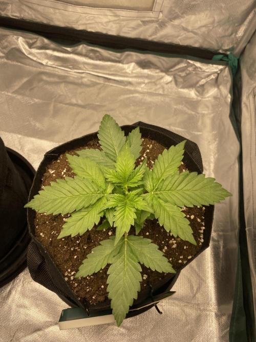 RQS Wedding Cake and Sherbet Queen Autos. Week 3 - SQ 30.1