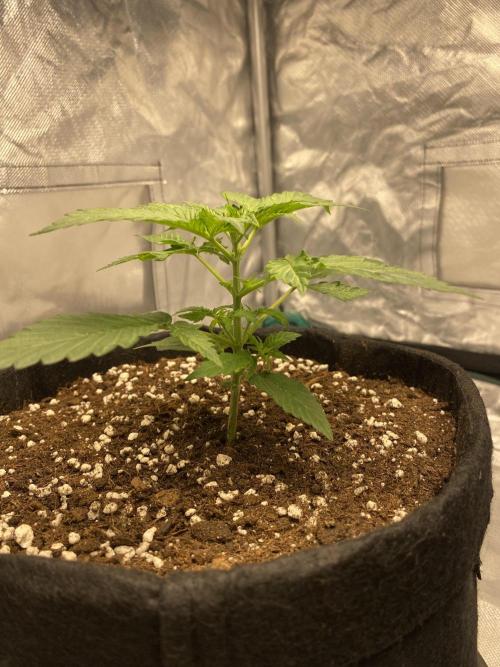 RQS Wedding Cake and Sherbet Queen Autos. Week 3 - WC 30.1