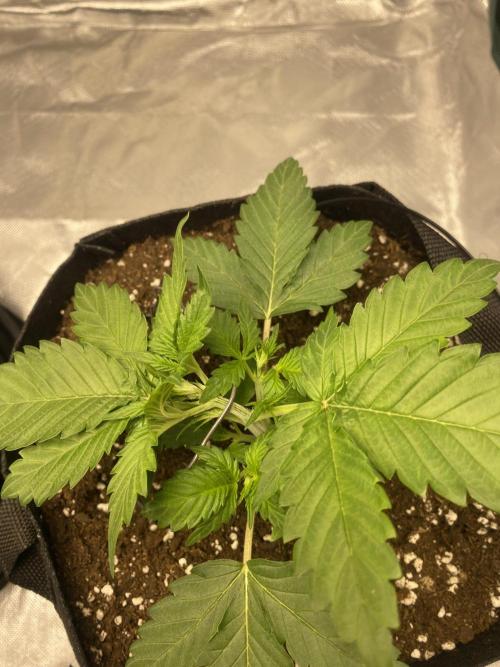 RQS Wedding Cake and Sherbet Queen Autos. Week 3 - SQ after first LST 30.1
