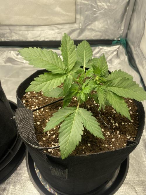 RQS Wedding Cake and Sherbet Queen Autos. Week 3 - SQ 30.1