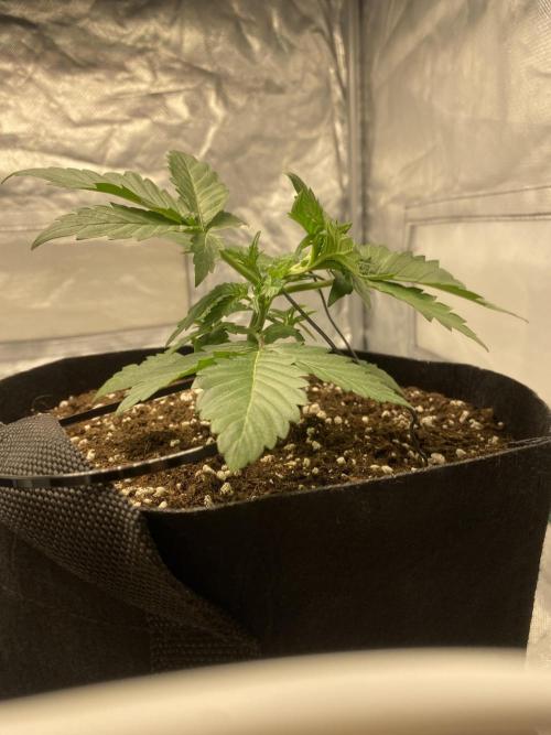 RQS Wedding Cake and Sherbet Queen Autos. Week 3 - SQ 30.1