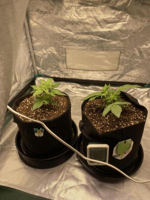 RQS Wedding Cake and Sherbet Queen Autos. Week 3 - Both plants 30.1