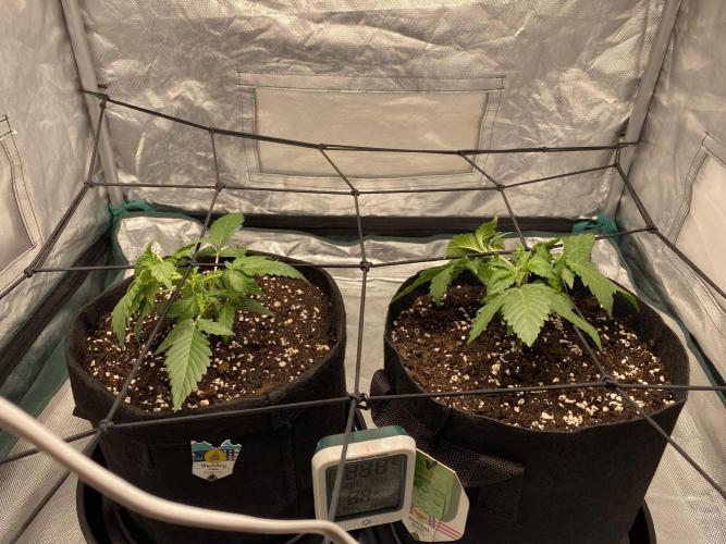 RQS Wedding Cake and Sherbet Queen Autos. Week 3 - Both plants after first SCROG 31.1