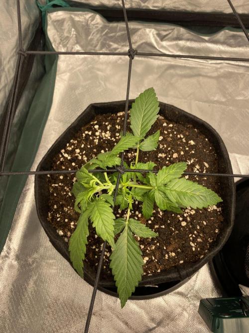 RQS Wedding Cake and Sherbet Queen Autos. Week 3 - WC after SCROG 31.1