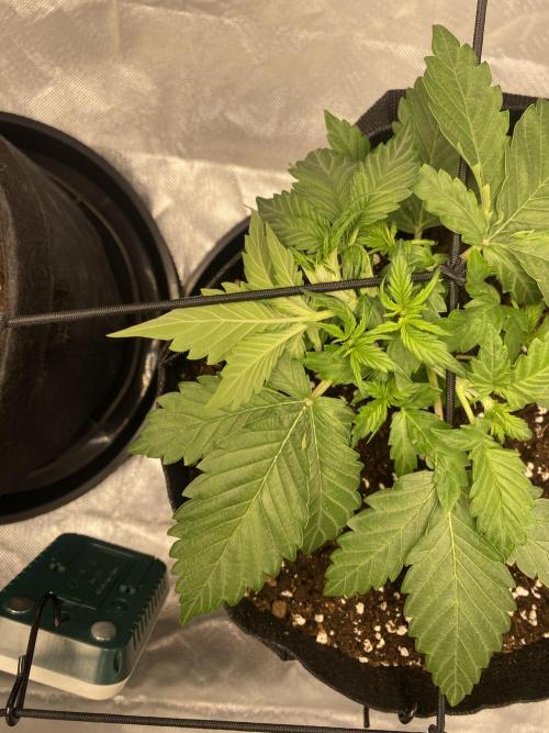 RQS Wedding Cake and Sherbet Queen Autos. Week 3 - SQ after SCROG 1.2