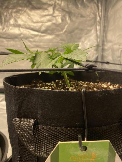 RQS Wedding Cake and Sherbet Queen Autos. Week 3 - SQ 1.2