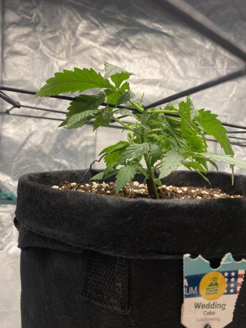 RQS Wedding Cake and Sherbet Queen Autos. Week 3 - WC 1.2